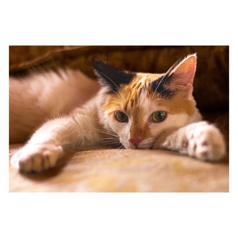 Die Katze
