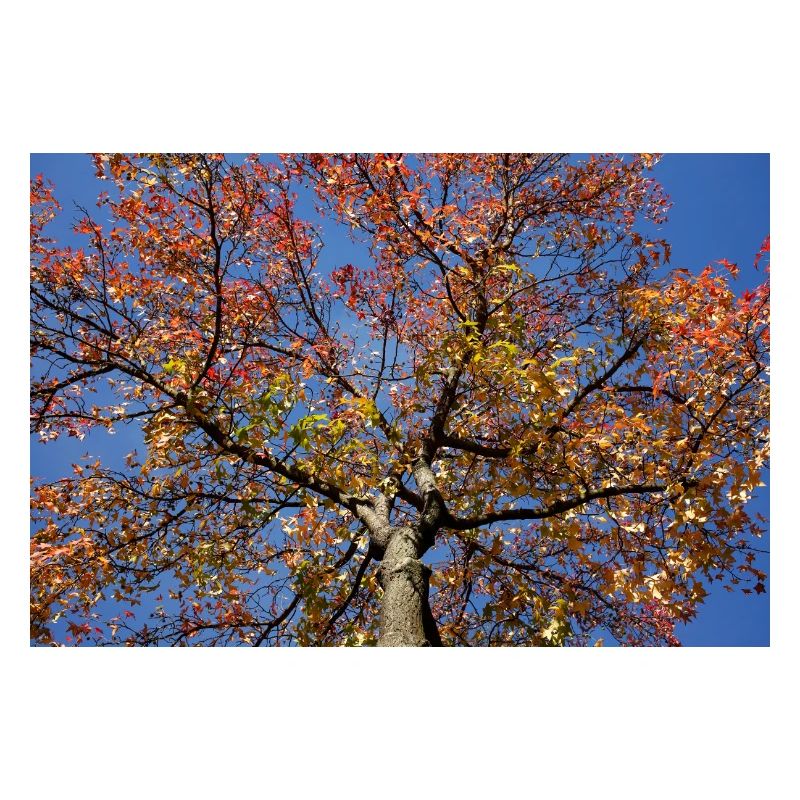 Maple
