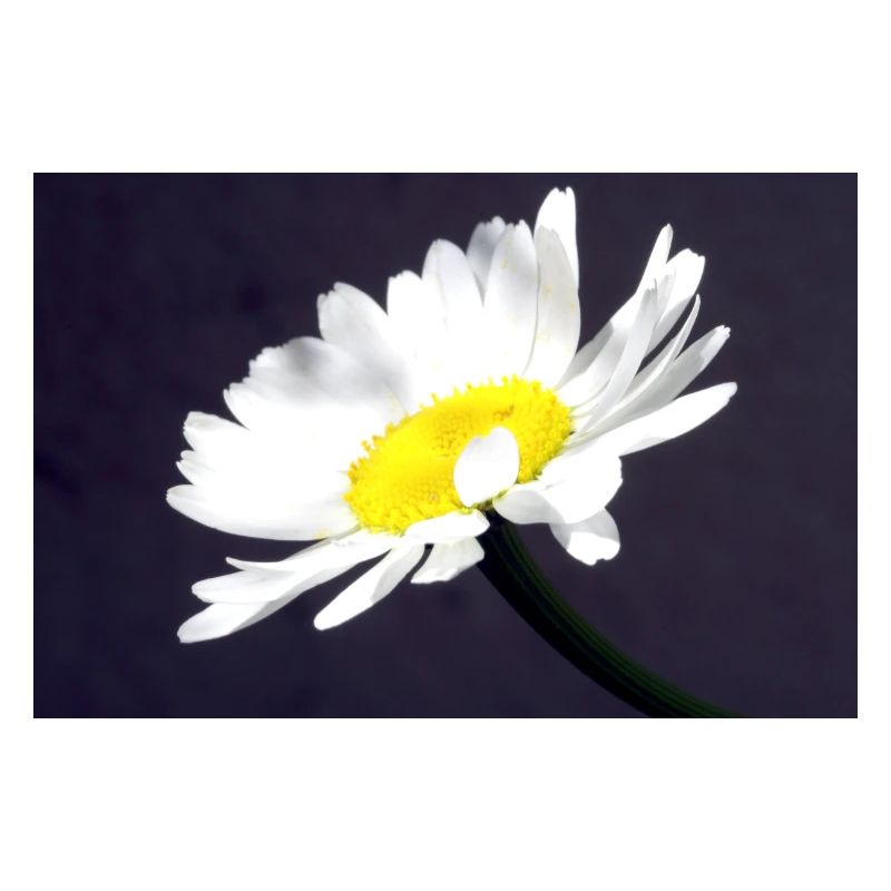 Margarite