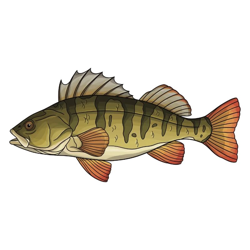 Conception de la pêche au poisson prédateur perchaud