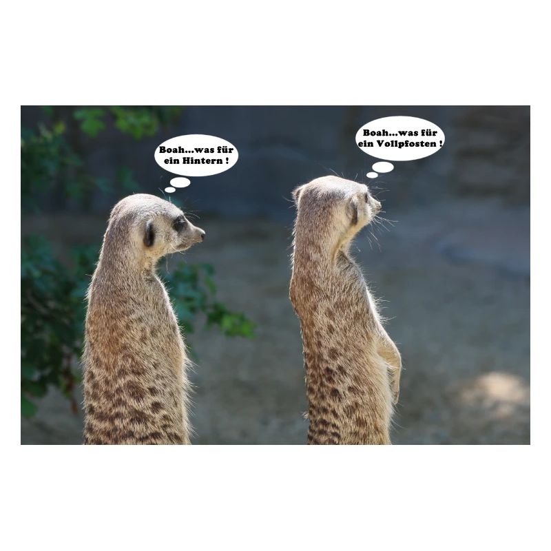 Erdmännchen