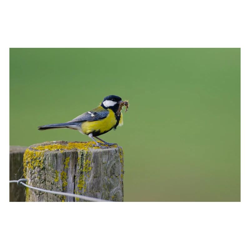 Great Tit Feeding Chicks
