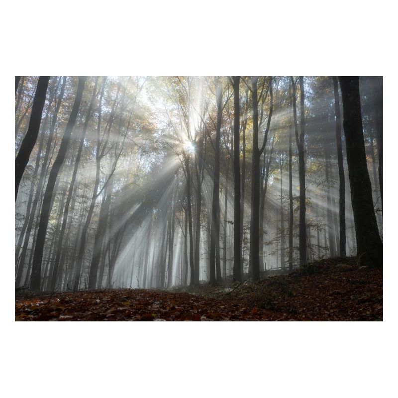 L’éclat de la forêt