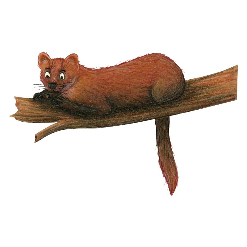 Baummarder