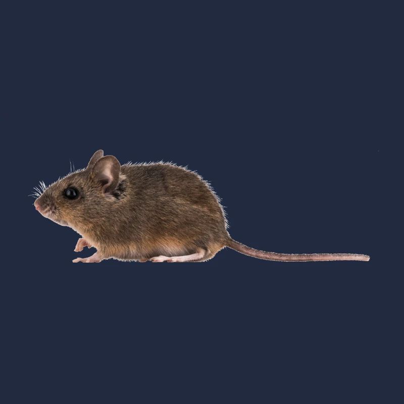 A mouse