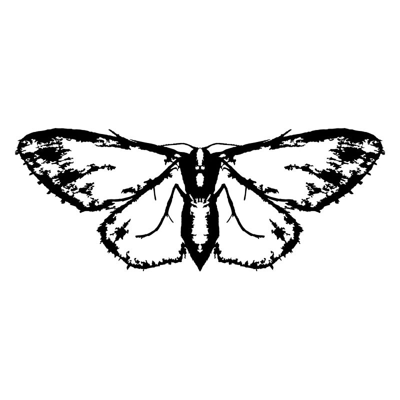 Moth / Butterfly / Moth
