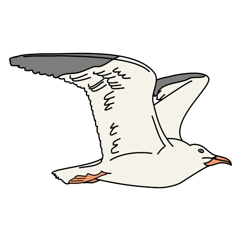 Möwe