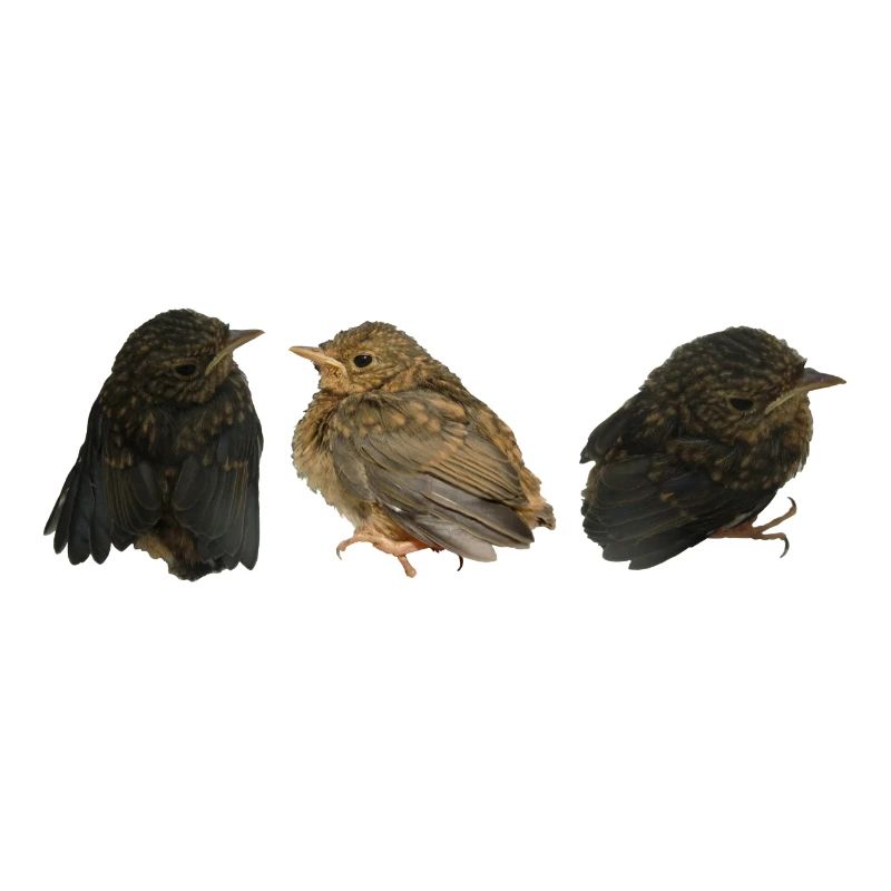 Rotkehlchen Ästlinge