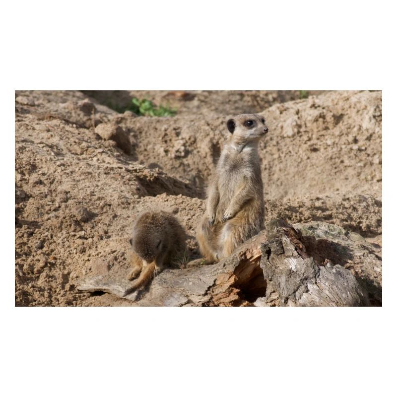 Two meerkats
