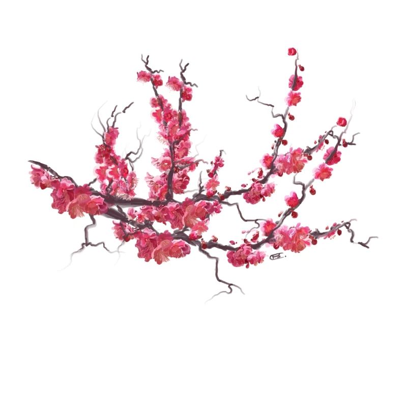 sakura