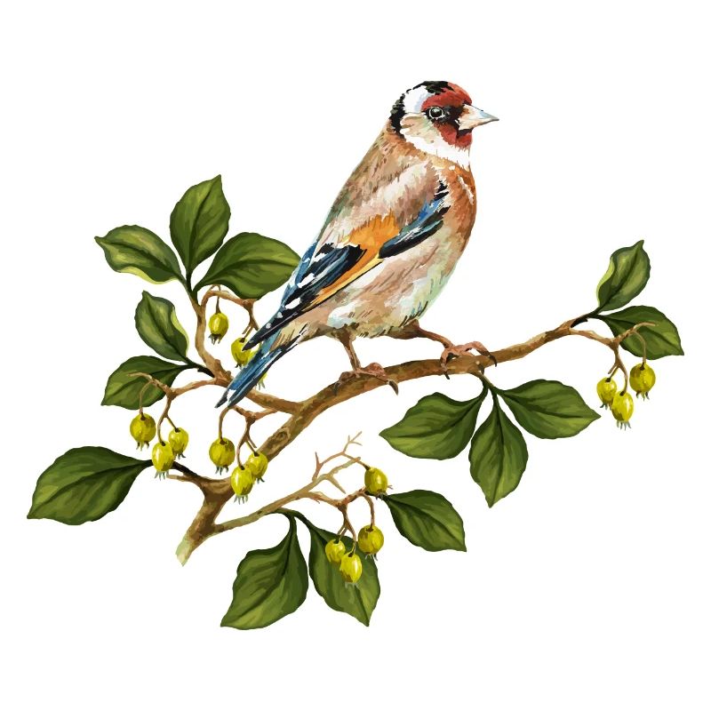 Stieglitz Vogel