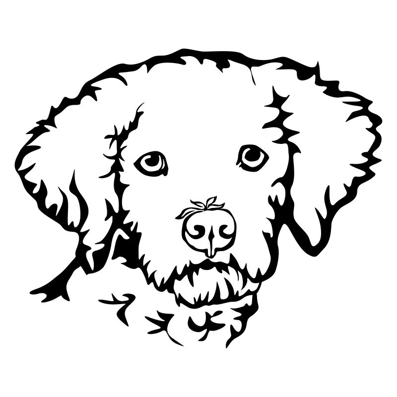 Lagotto Romagnolo