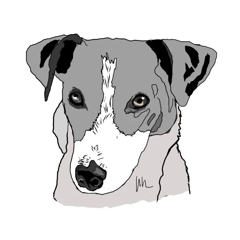 Jack Russel Terrier