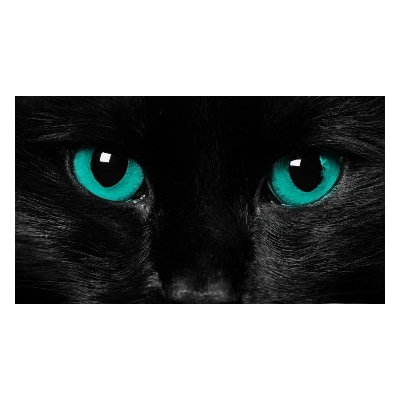 Katze