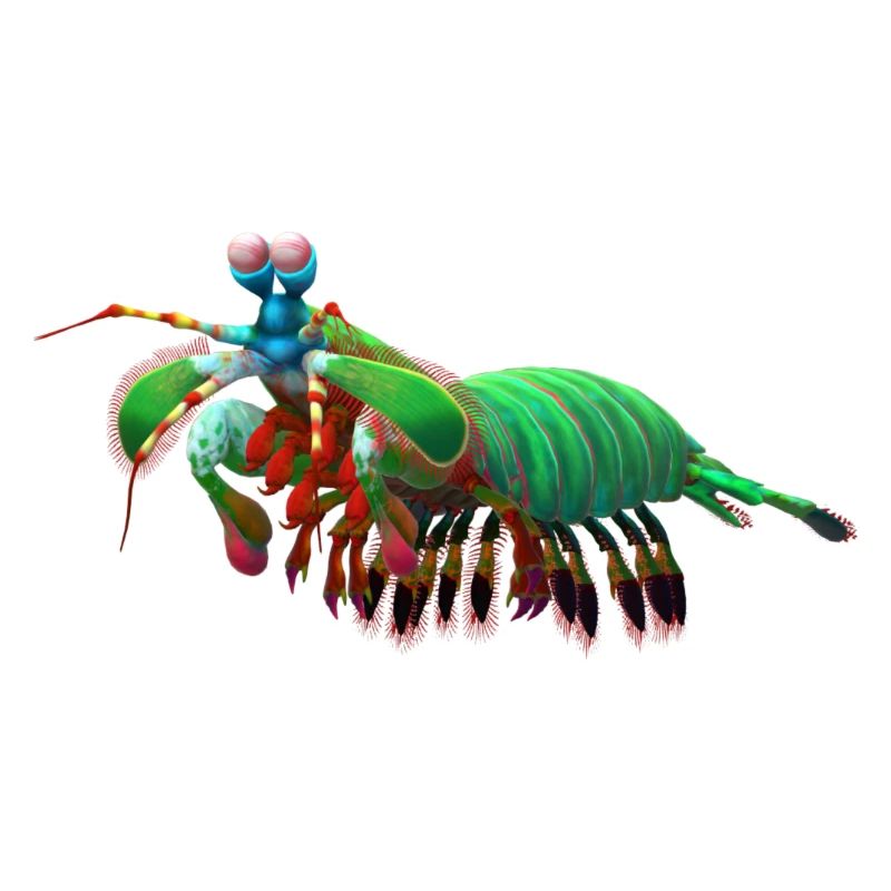 mantis shrimp
