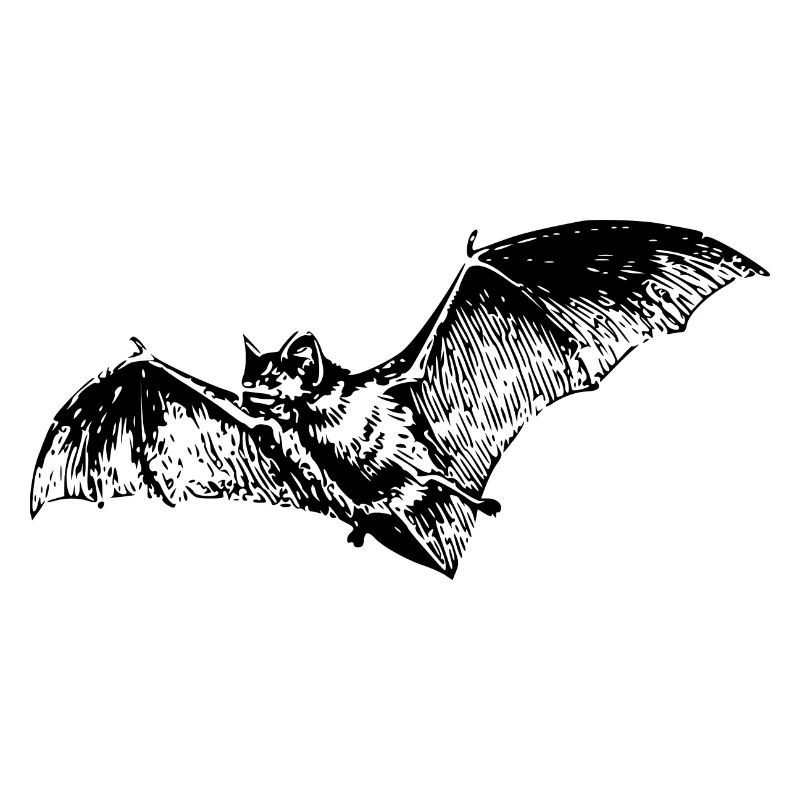 Fledermaus