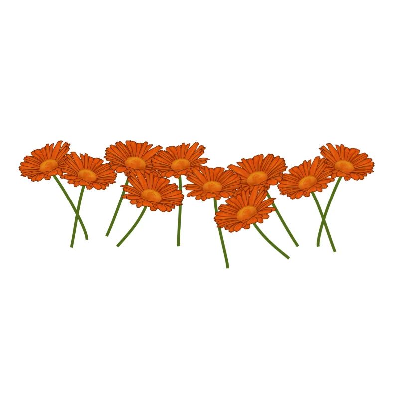 Calendula. Fleurs, fleurs