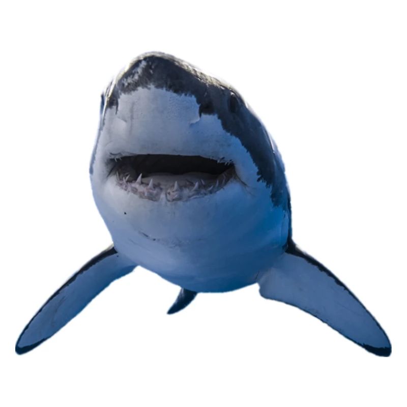 Great white shark