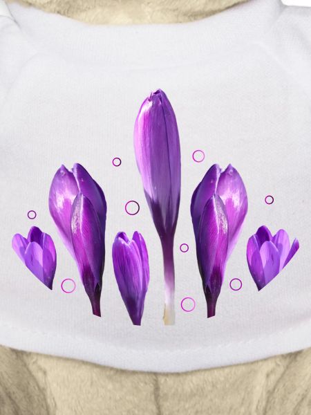 Crocuses Spring Spring Beginning