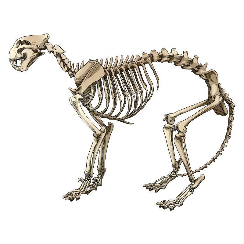Illustration Cat Skeleton
