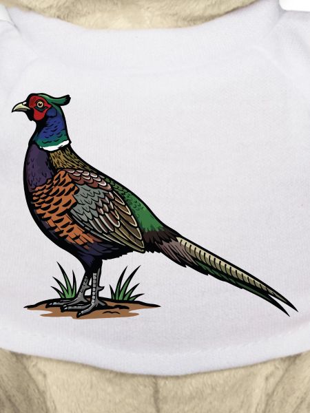 Ring-neck Pheasant Wild Nature