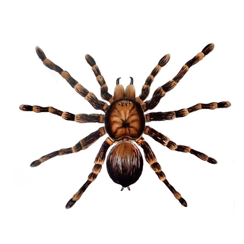 Spinne