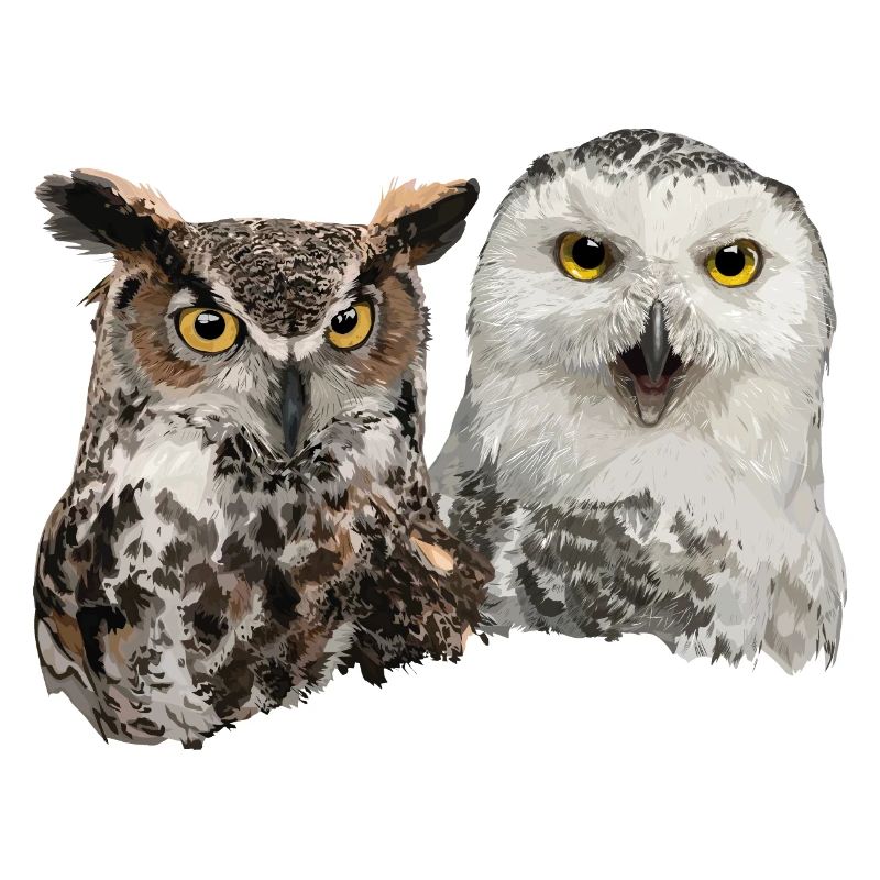 Schneeeule und amerikanische Eule
