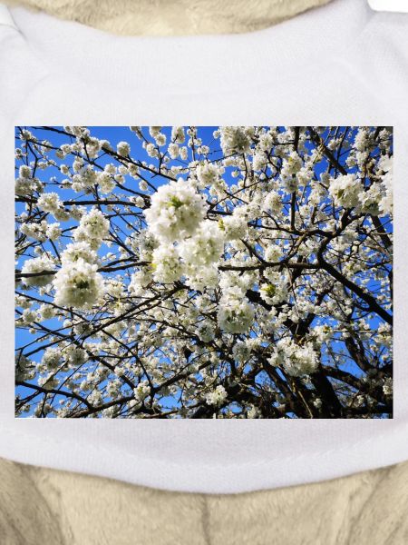 Blühender Kirschbaum im Frühling