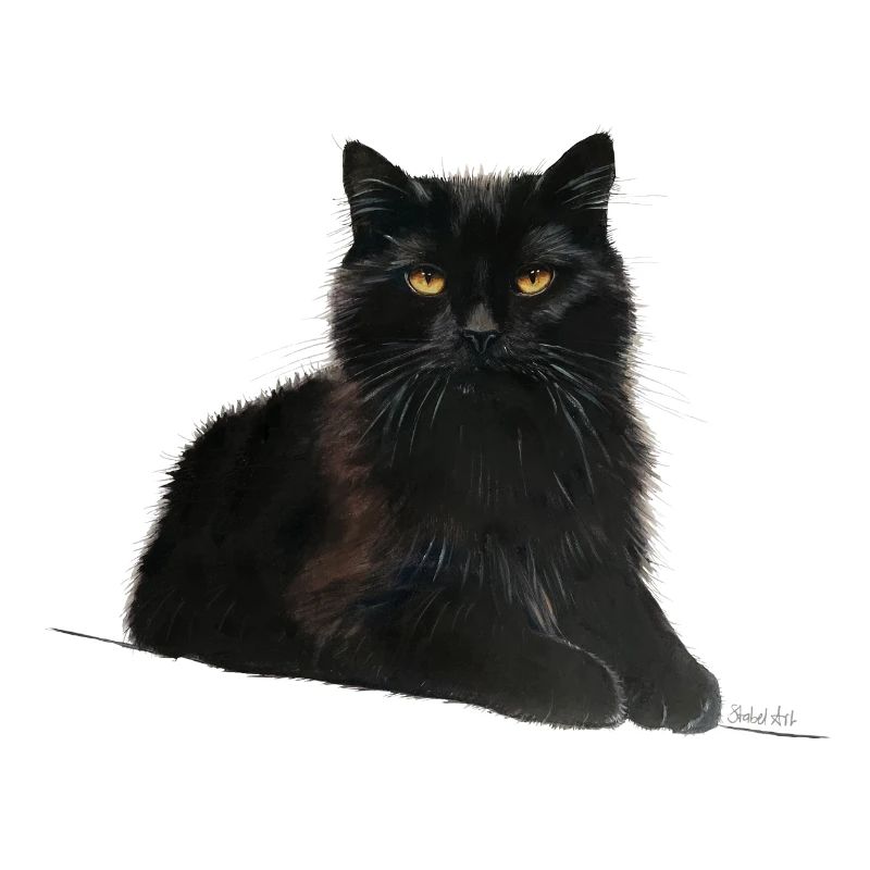 Katze