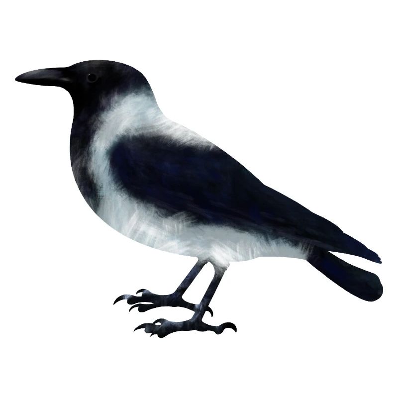 Nebelkrähe