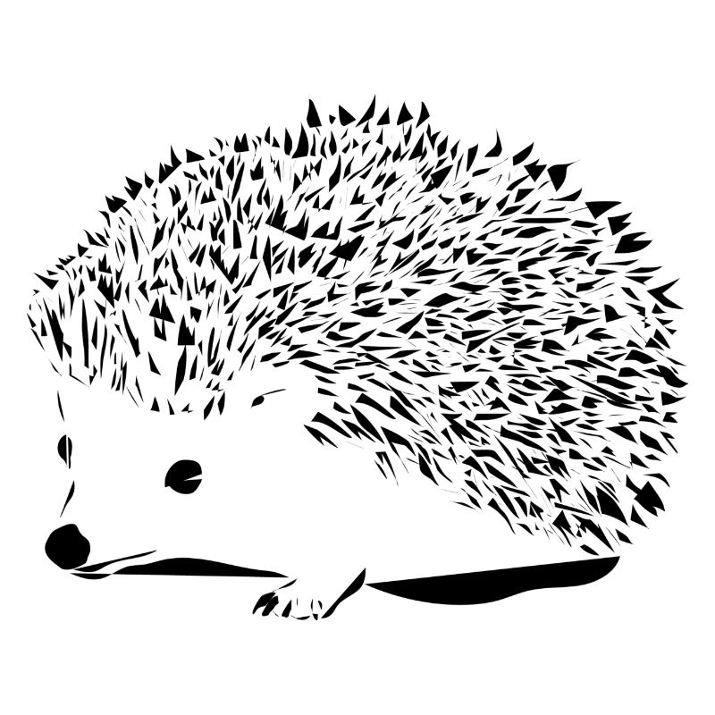 Black hedgehog