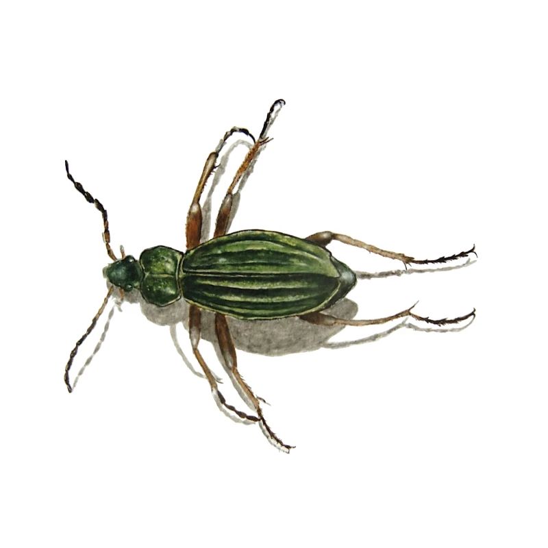 Coléoptère d'or