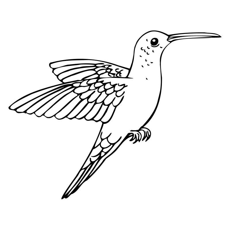 Hummingbird