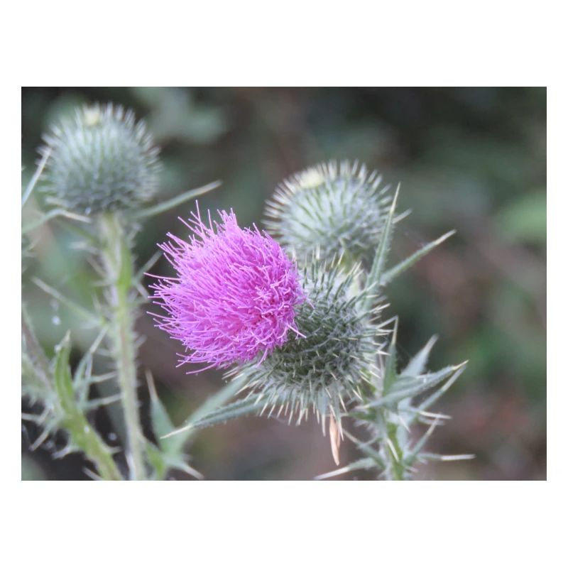 Violetten Distelblüten-Muster