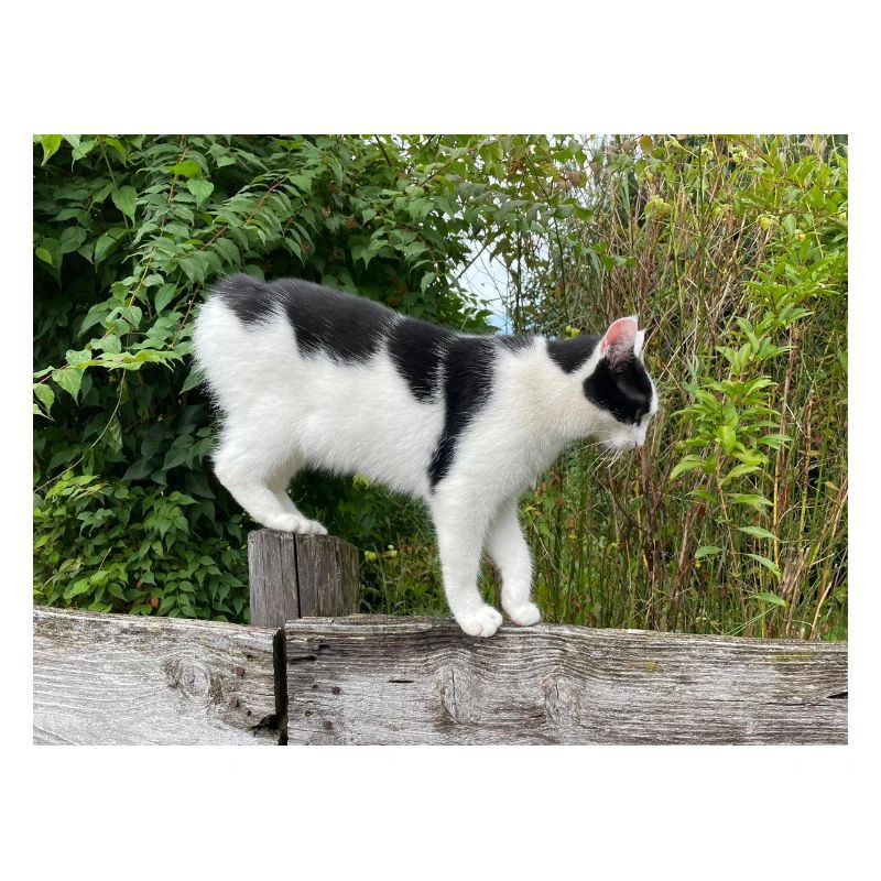 Cat balancer on wooden post