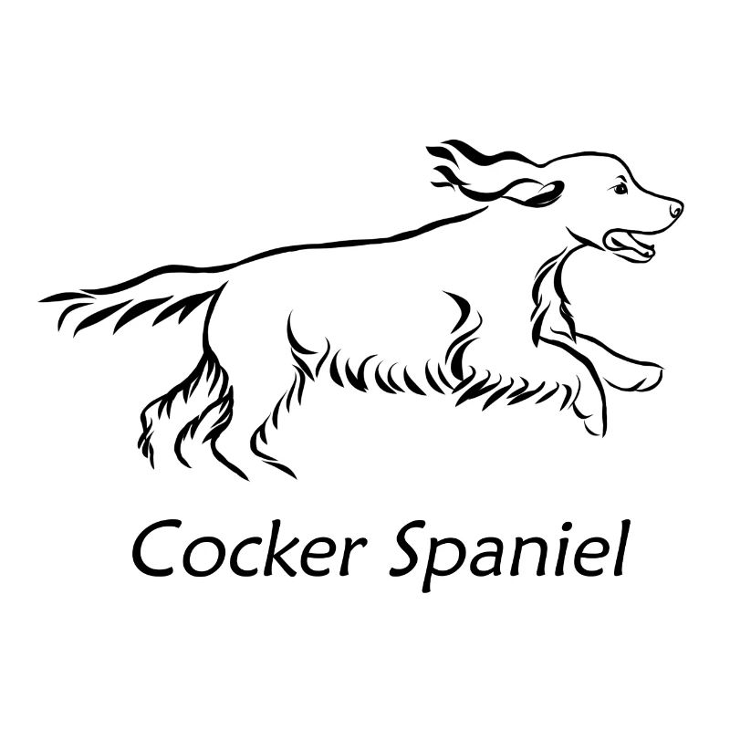 Cocker spaniel