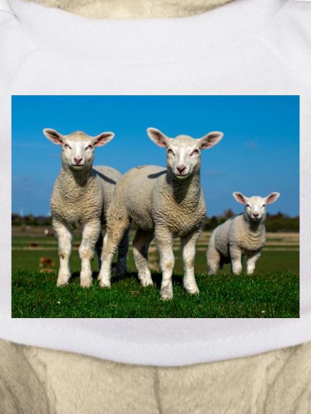 lambs in the pasture