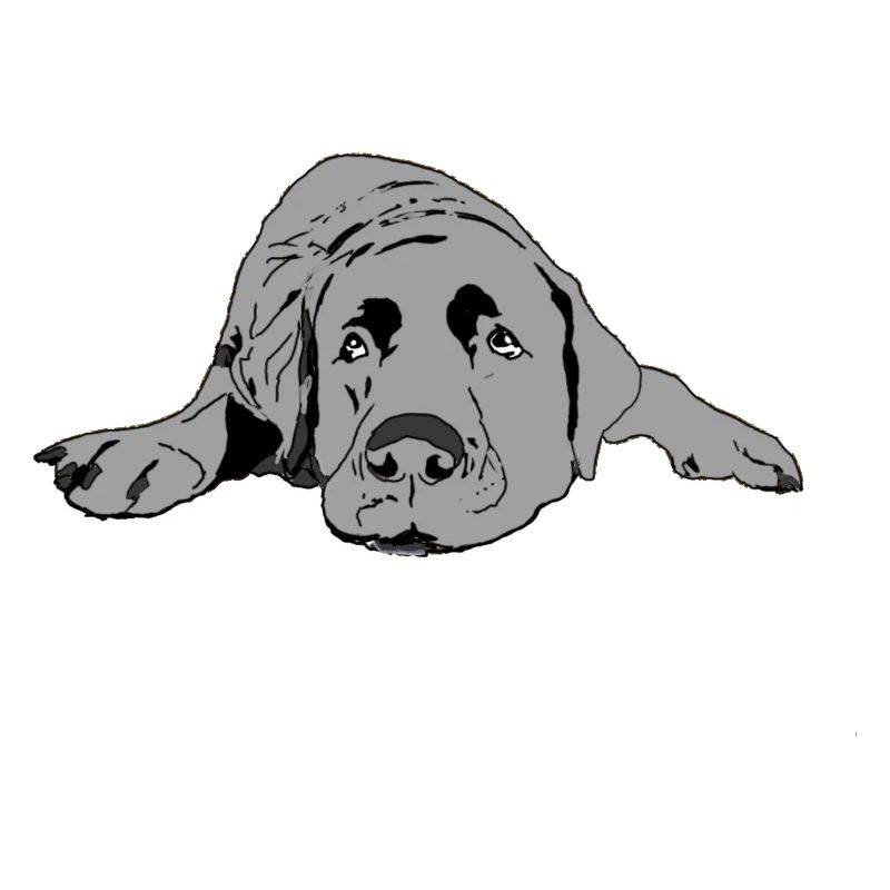 Labrador