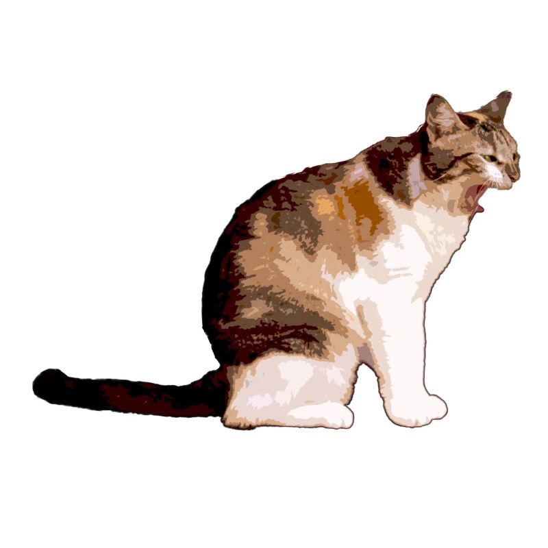 The cat