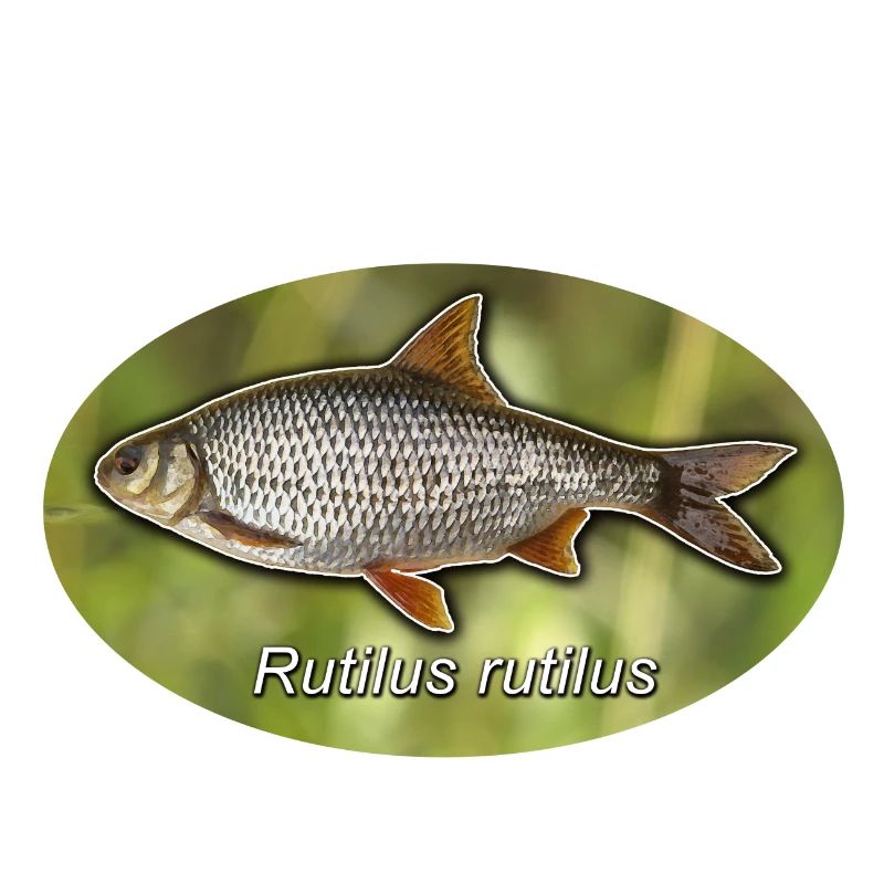 Roach with green background