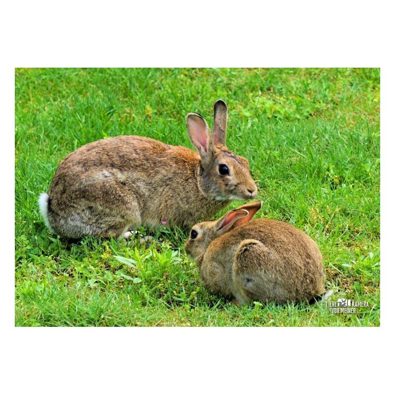 Wild rabbit on meadow