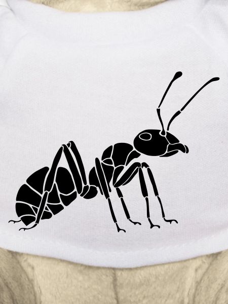 Ant