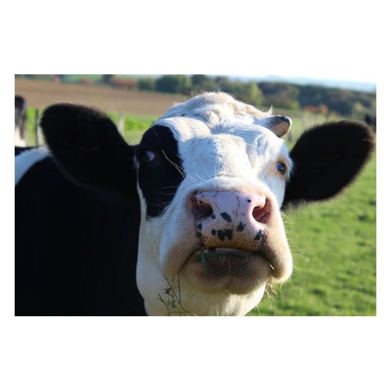 Affiche vache