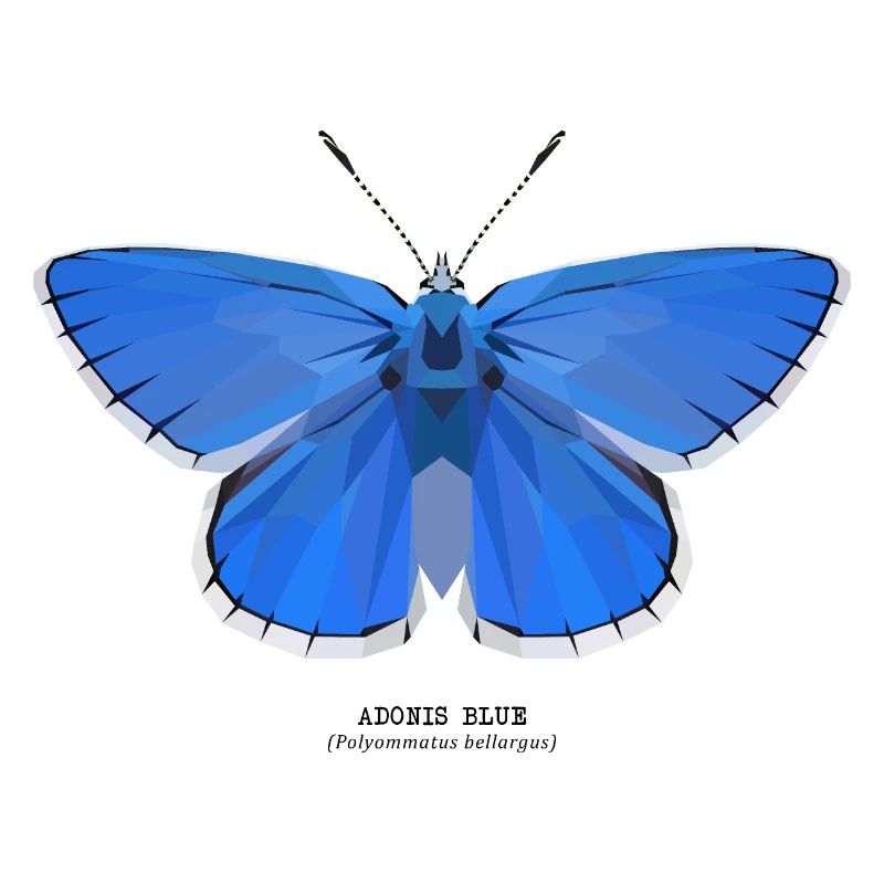 Adonis Bleu