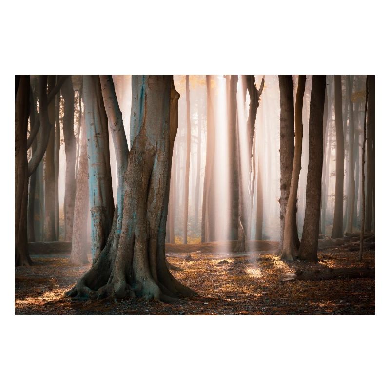 Waldlicht: Sonnenstrahlen im Nebelwald
