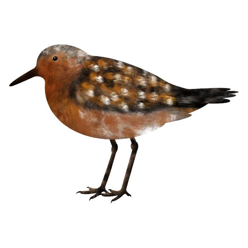 Knutt