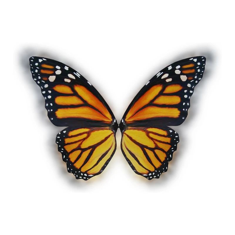 Papillon printemps été