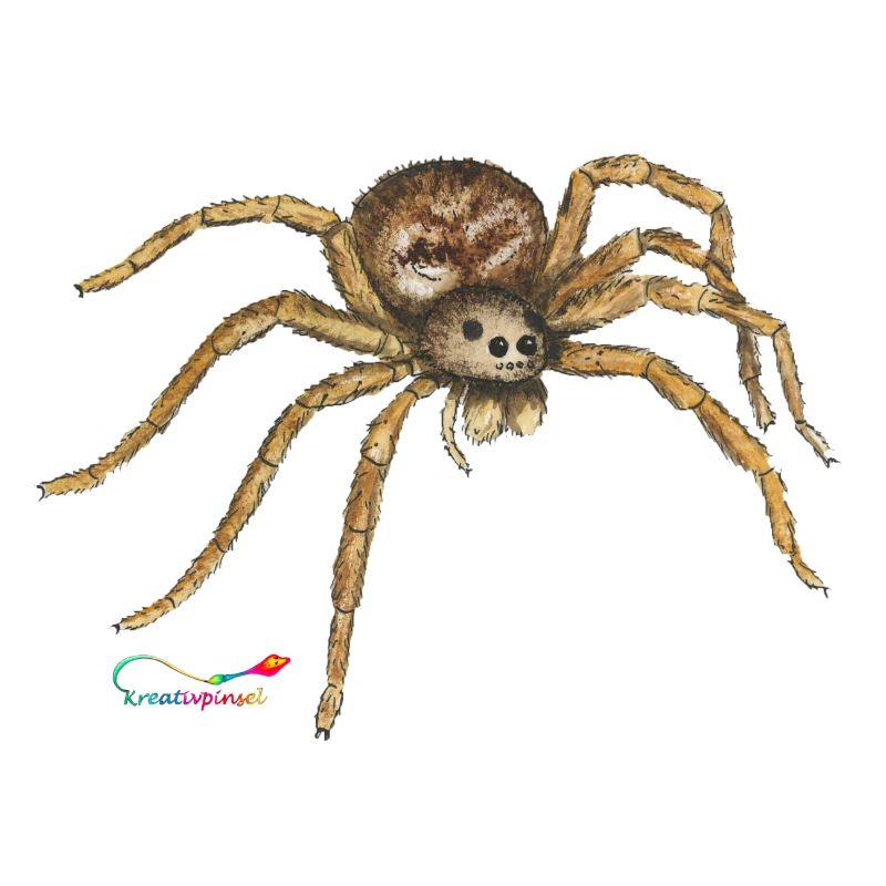 Wolfsspinne, ein heimische Spinne