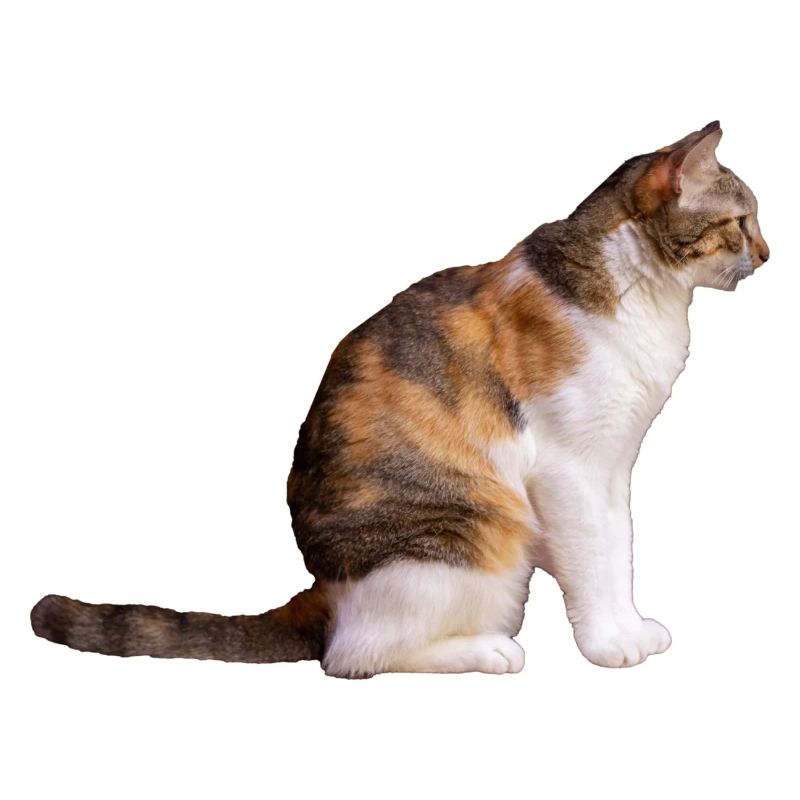 The Cat