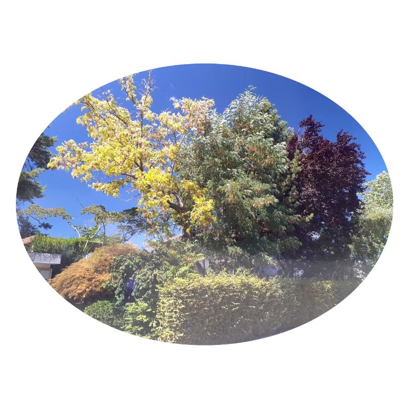 Bunte Bäume, blauer Himmel